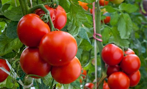西红柿有哪些食用禁忌-百度经验