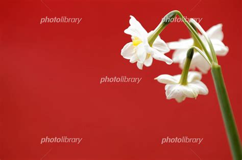 白い水仙の花 写真素材 [ 4890926 ] - フォトライブラリー photolibrary