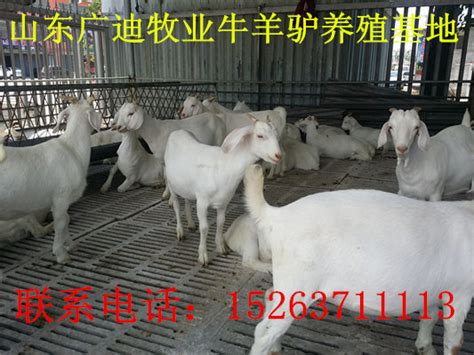 努比亚黑山羊价格-黑山羊怀孕母羊种公羊小羊苗出售 质优价廉 山东菏泽 努比亚黑山羊-食品商务网