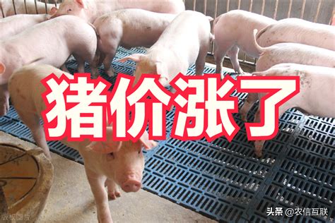 猪肉价格今日价-今日猪肉价格行情-猪肉价格走势图 - 畜小牧养殖网