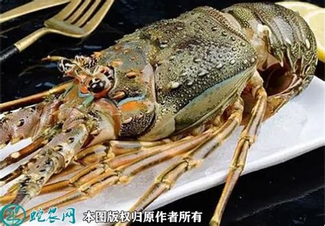 鲜活生猛小青龙特大龙虾海鲜水产新鲜包活到家澳洲大龙虾-淘宝网