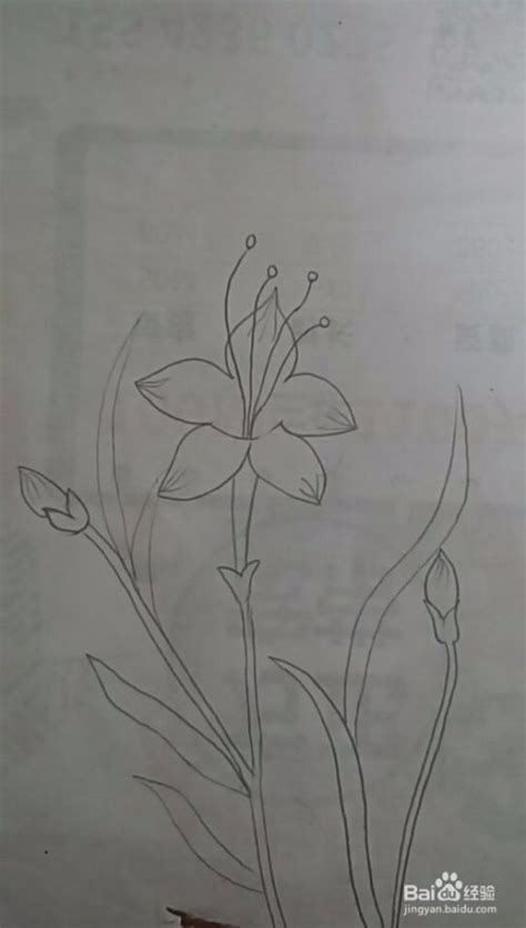 多妈简笔画简单的兰花的画法-百度经验