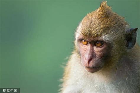 全球最袖珍的猴子，手指大小，它的名字有两字特难听：侏儒|侏儒|手指|名字_新浪新闻