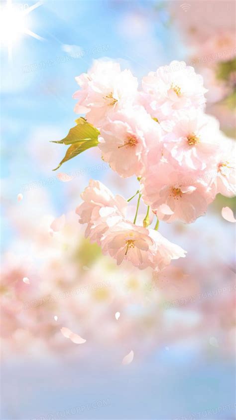 蓝色樱花背景图图片