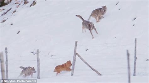 意大利一只小狗雪地中遭3只狼围攻 以寡敌众成功逃出生天 - 神秘的地球 科学|自然|地理|探索