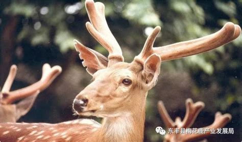 梅花鹿鹿茸的生长发育规律-东丰梅花鹿