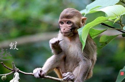 1956年出生属猴人2021年运势男性 65岁生肖猴男在2021年运气如何_华易网