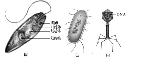 大肠杆菌基因工程菌的构建及其生产L-色氨酸的用途的制作方法