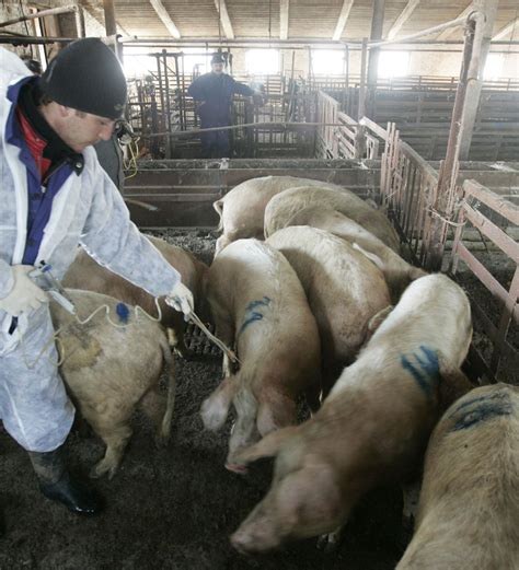 阿穆尔州消除非洲猪瘟疫情 - 2019年12月3日, 俄罗斯卫星通讯社