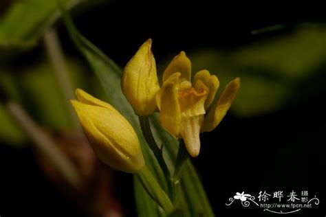 金兰Cephalanthera falcata-花卉图片网