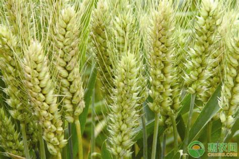 2023年小麦价格多少钱一斤？后期小麦走势分析 - 惠农网