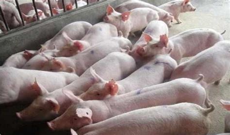 2023年2月大宗商品-生猪价格分析：价格为15.9元/公斤，同比增加28.47%_智研咨询