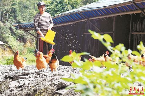 农村土鸡养殖现状及前景如何？_市场