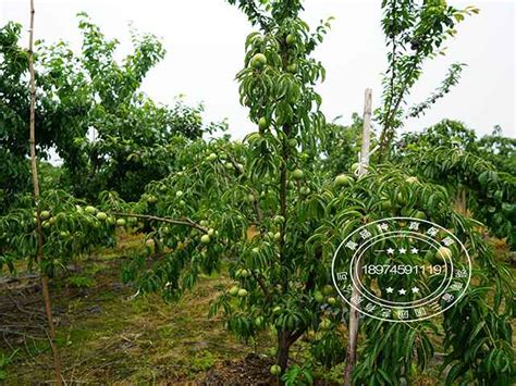 蜂糖李亩产量多少斤-种植技术-中国花木网