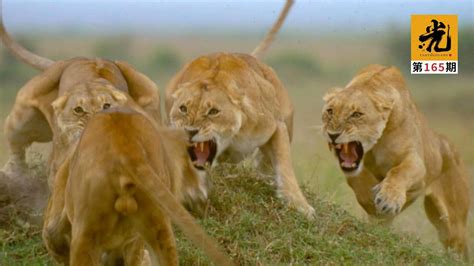 狮子和鬣狗有多大仇? 两头雄狮在草原“挖鬣狗”, 小鬣狗悉数难逃