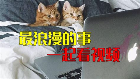猫咪社区下载安卓最新版_手机app官方版免费安装下载_豌豆荚