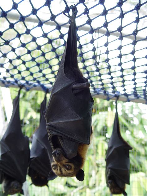 蝙蝠侠真的存在？菲律宾巨型蝙蝠，没有天敌但却濒临灭绝-搜狐大视野-搜狐新闻