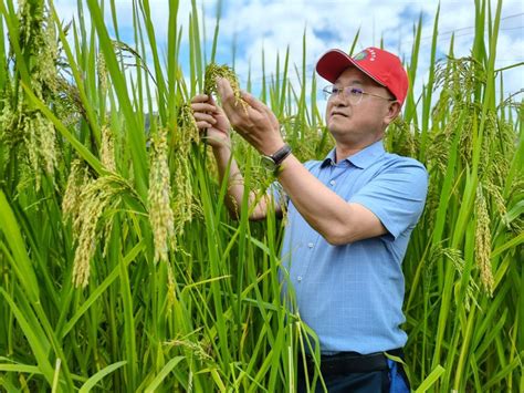 2米高“巨型稻”在重庆大足试种成功_新浪图片