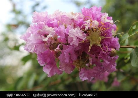 摄影姹紫千红的半枝莲植物图片赏析_2260321_领贤网