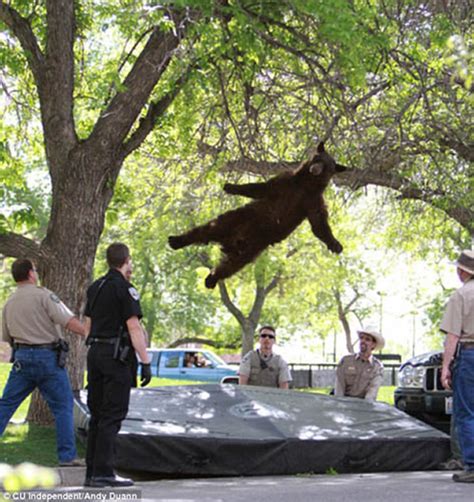 美国科罗拉多州立大学校园出现一头大黑熊 - 神秘的地球 科学|自然|地理|探索