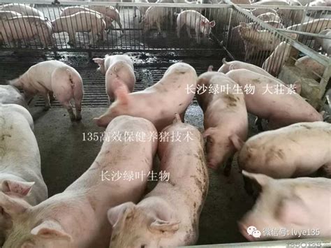 只要猪养得好，管他规模大与小！_养猪反馈_中国保健养猪网