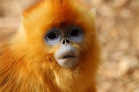 世界上共有五种野生灵长类金丝猴