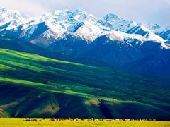 新疆伊犁的6万亩薰衣草，宛如一片紫色海洋，再不来看就错过了