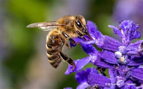 蜜蜂的特征简单介绍30字是什么-百度经验