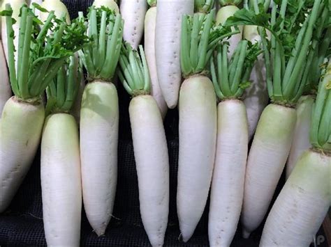 农村地里常见的胡萝卜，日本农民管它叫“人参”，价格比咱高5倍|人参|农民|价格比_新浪新闻