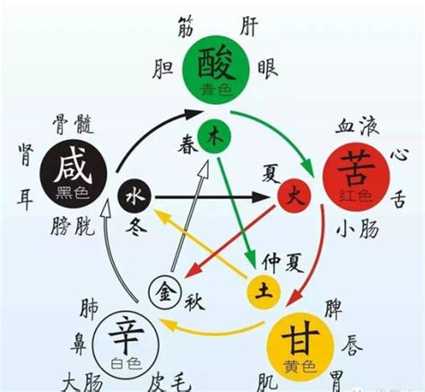 五脏五行对应图图片