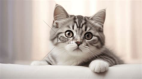 灰白相间的猫高清摄影大图-千库网