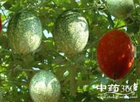 瓜蒌10克三棱6克煎水服用，有哪些功效与注意事项 - 中国养殖网