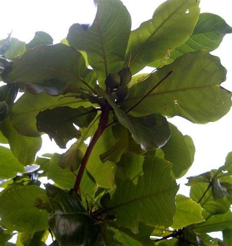 供应各种规格小叶榄仁价格 6-20公分细叶榄仁 园林道路绿化树种-阿里巴巴
