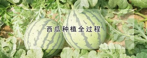 西瓜的生长过程简单介绍，西瓜的品种有哪些-农百科