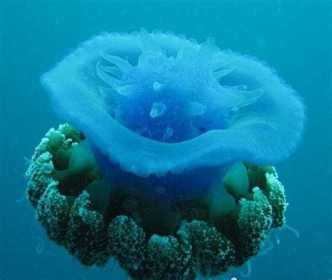 世界上最大的水母,北极霞水母(直径达2.5米/触须长36米)|北极|水母|触须_新浪新闻