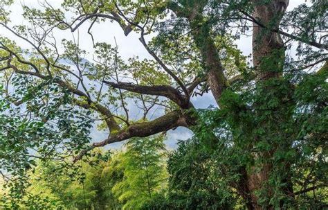 房前屋后种上树 为贫困村增绿添彩——马鞍山新闻网