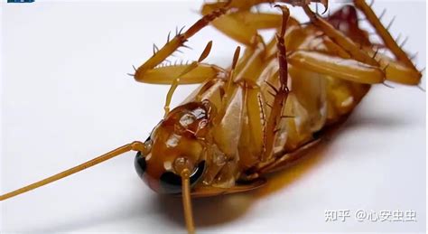 蟑螂的生命力有多顽强？ - 知乎