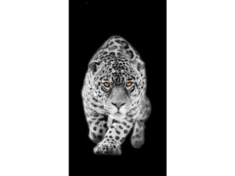 Tiger, rideau imprimé léopard en noir et blanc avec les yeux couleurs ...