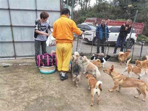 深圳宠物爱心托管驿站：给疫情中的留守宠物一个安全的“家”-新闻频道-和讯网