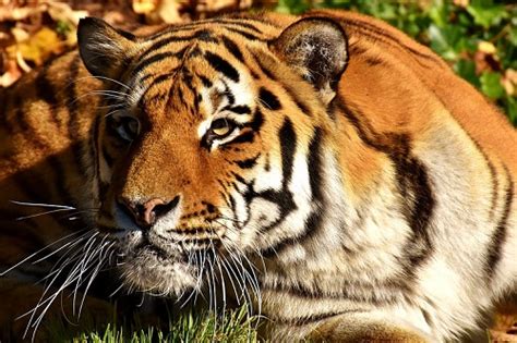 已经灭绝的四种老虎图片，爪哇虎/里海虎/巴厘虎简直太可惜 — 久久经验网