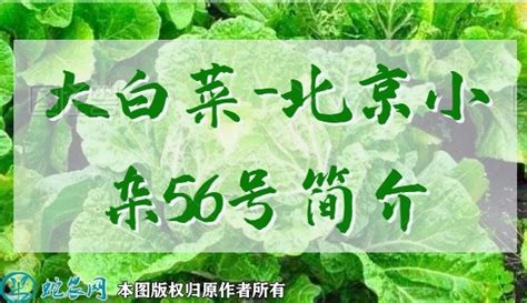 大白菜新品种：青翠120简介 - 三农百科 - 蛇农网