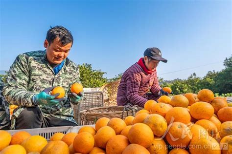 湖南道县：柑橘丰收收获忙-人民图片网