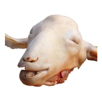 [羊头批发]羊头脸 高山细毛羊，小尾寒羊价格35元/斤 - 惠农网