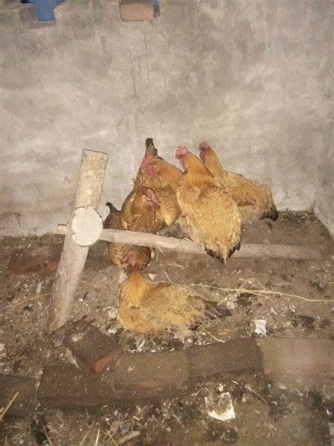家养的鸡，知道是什么品种吗？_凤凰网视频_凤凰网