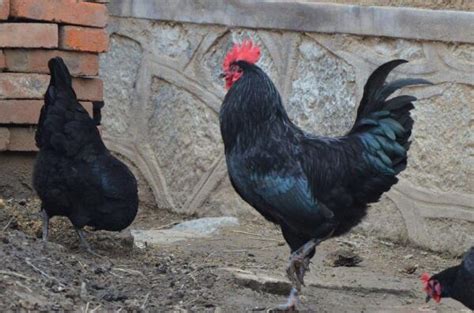 中国十大名鸡品种排行 德化黑鸡上榜，第一产自海南省 - 手工客