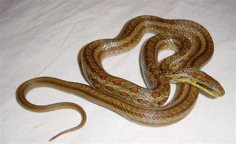 眼镜王蛇最怕什么蛇，南美洲巨蝮蛇(毒性比眼镜王蛇还强)— 爱才妹生活