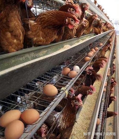 散养土鸡吃什么下蛋多 怎样提高土鸡的产蛋量 如何提高鸡的产蛋率 - 知乎