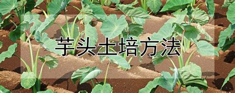 芋头种植方法 —【发财农业网】