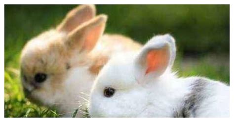 1987年属兔人的一生命运 87年兔要小心烂桃花 - 第一星座网