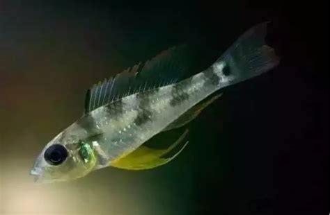 逐渐褪色的绿莲 - 小型鱼类 - CTA南美水族